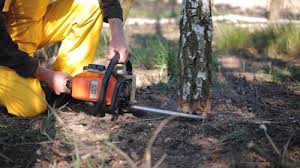 Best Commercial Tree Services  in San Rlos, CA