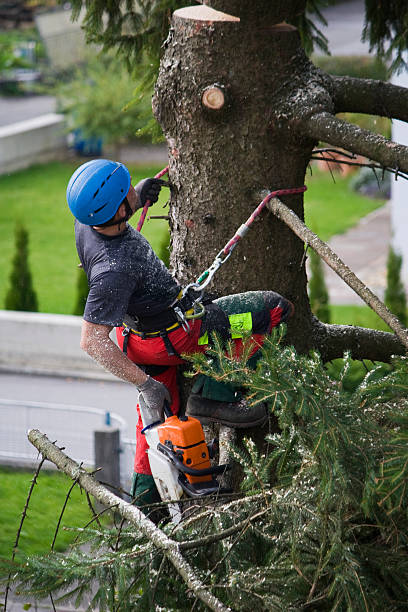 Best Utility Line Clearance  in San Rlos, CA